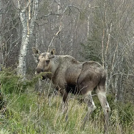 The Midnight Sun * Gratangen